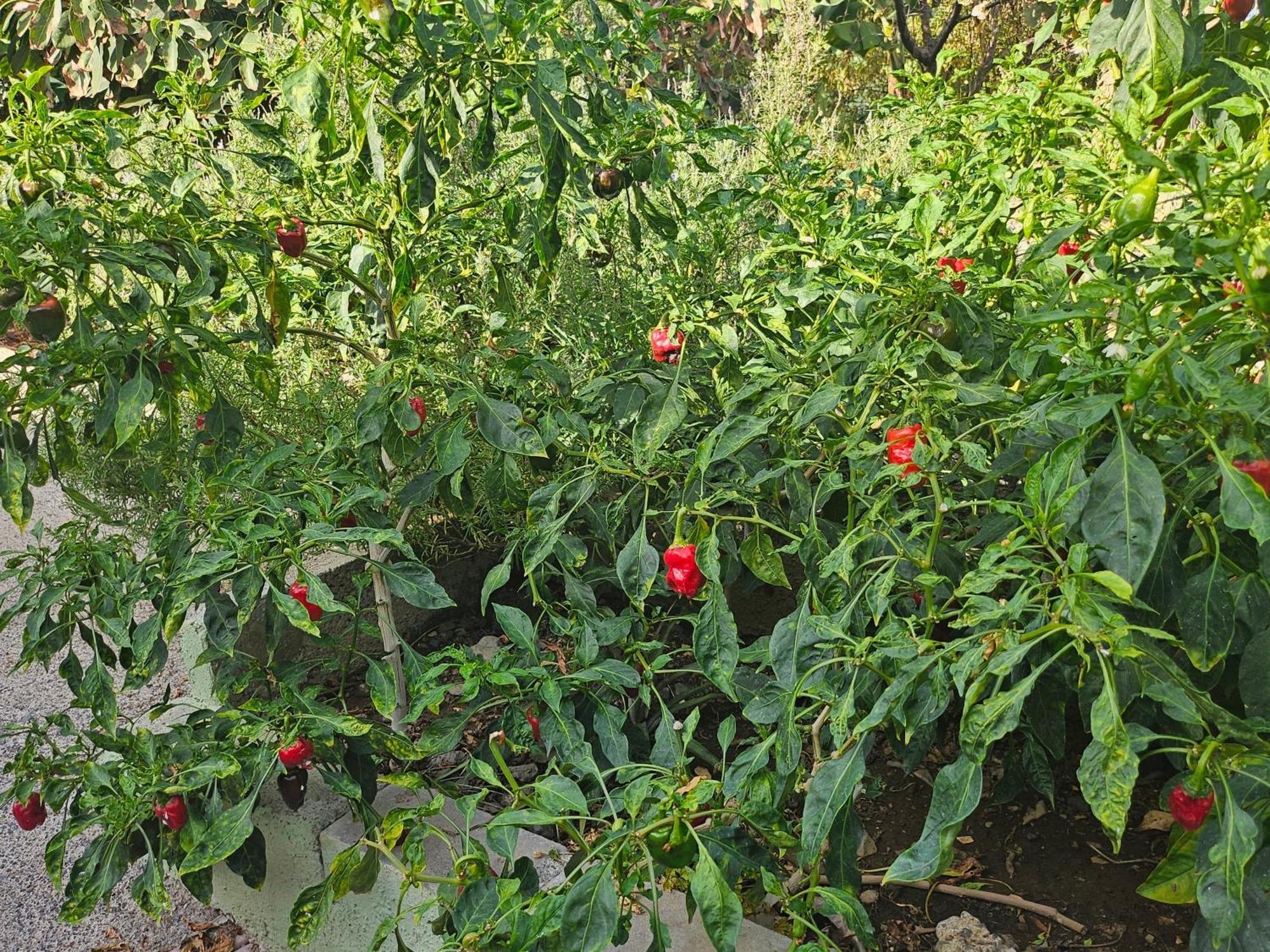 הוילה הרמיגואה Casa Erika מראה חיצוני תמונה